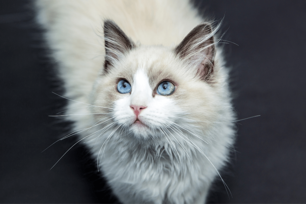 CatText-3 CatText-3